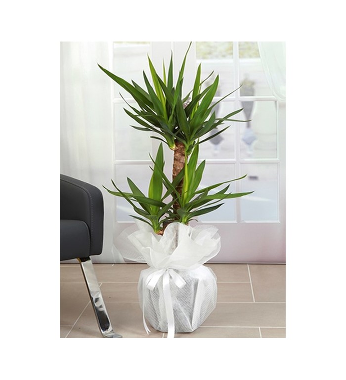 yucca çiçeği ikili 1649